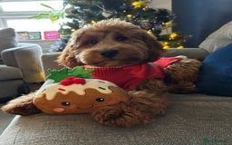Goldendoodle dogs for sale: F1 RED GOLDENDOODLE 1 FEMALE LEFT - Image 8