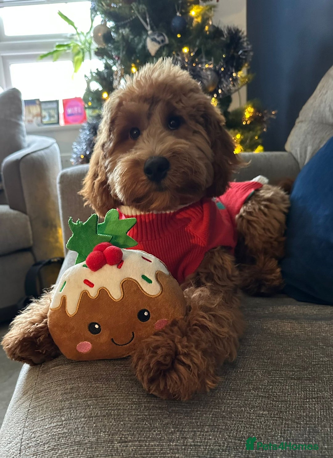 Goldendoodle dogs for sale: F1 RED GOLDENDOODLE 1 FEMALE LEFT - Image 8
