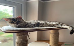 Bengal cats for sale: Beautiful Bengal boy - Image 4