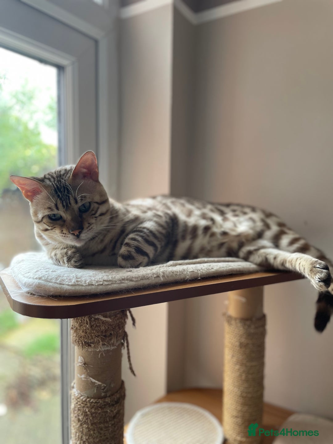 Bengal cats for sale: Beautiful Bengal boy - Image 4