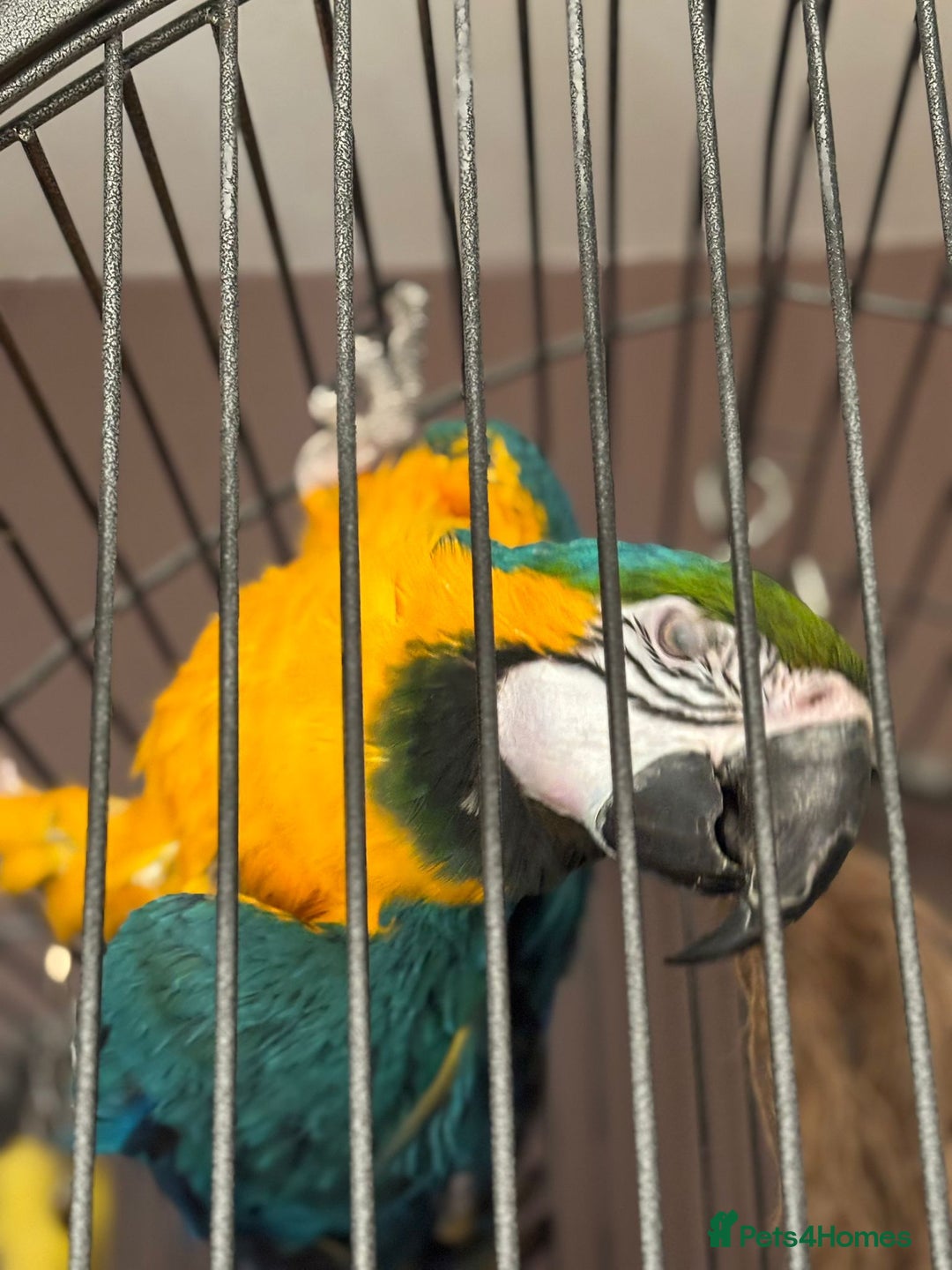 Macaws birds for sale: Monty the Macaw parrot - Advert 3
