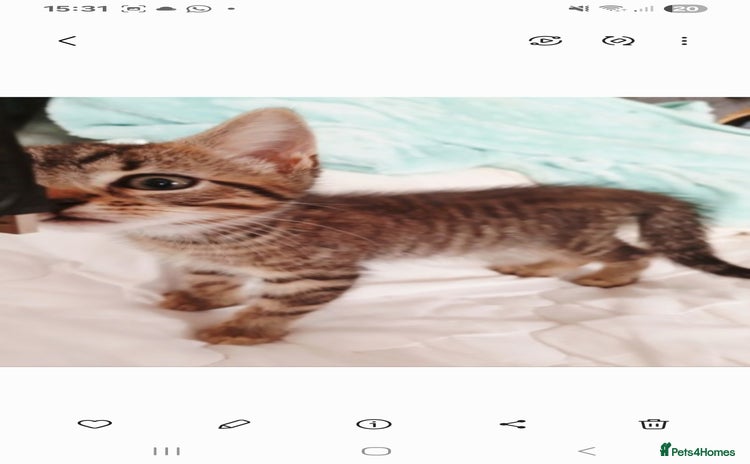 Bengal cats Cute bengal kittens  - Advert 5