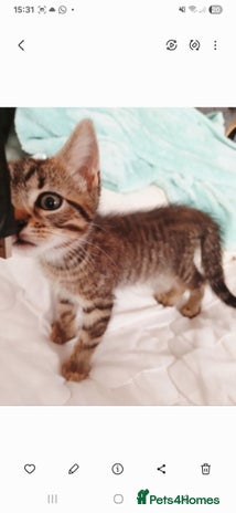 Bengal cats Cute bengal kittens - Advert 5