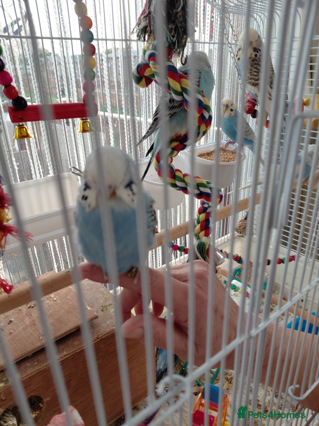 Budgerigars birds for sale: budgies for sale - Advert 2