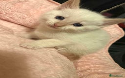 Mixed Breed cats for sale: Mixed BSH/ragdoll  - Image 7