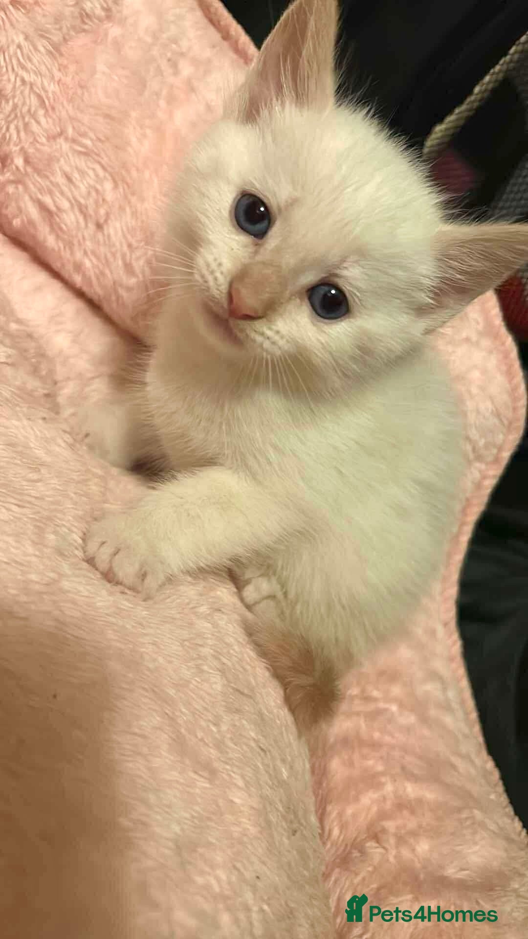Mixed Breed cats for sale: Mixed BSH/ragdoll  - Image 7
