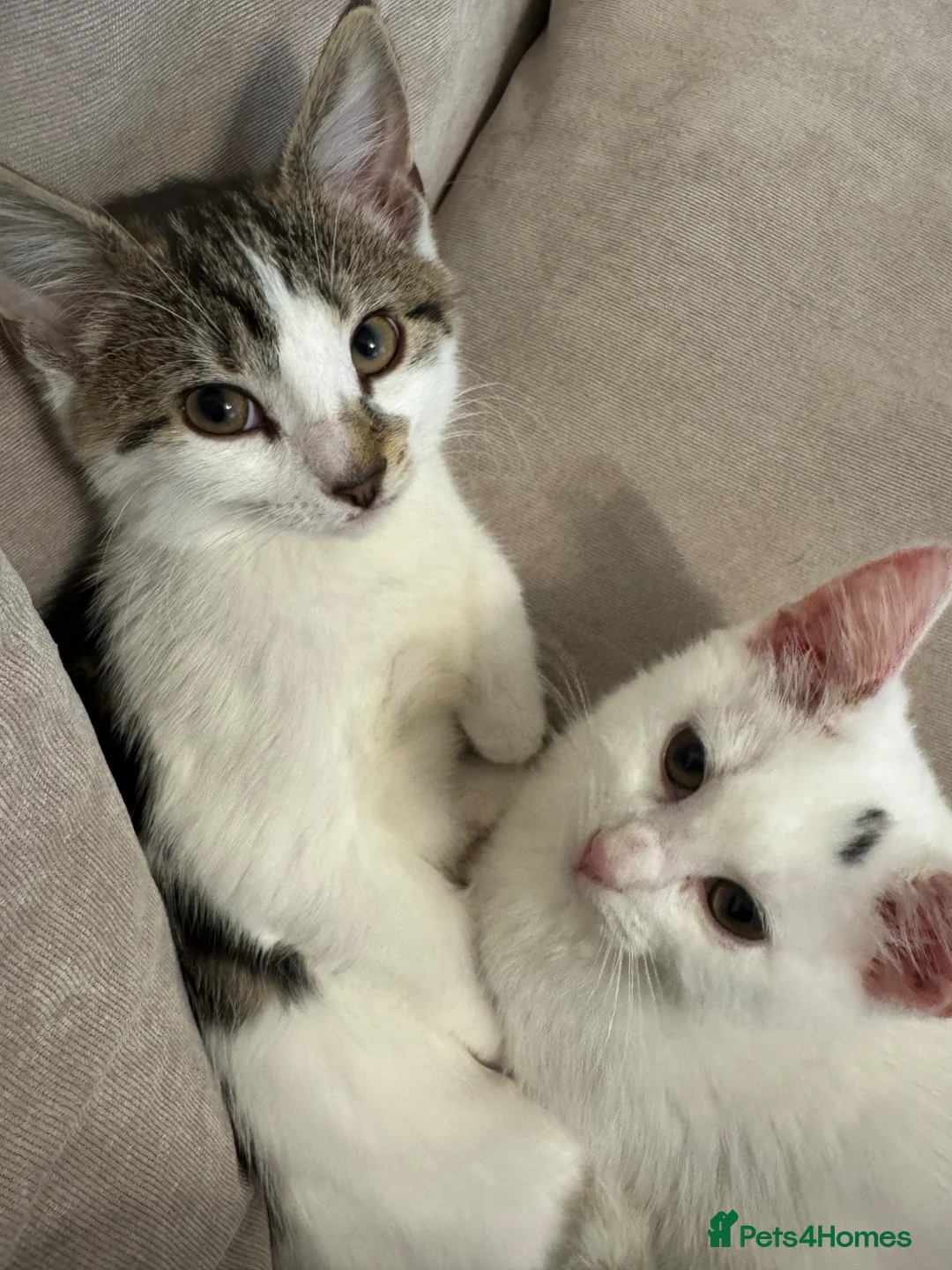 Mixed Breed cats for sale: Two Female Bonded 10 Month Old Kittens  - Advert 1