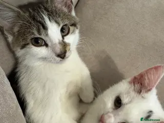 Mixed Breed cats Two Female Bonded 10 Month Old Kittens - Advert 1