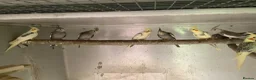 Cockatiels birds for sale: 2026 Young cockatiels  - Advert 14