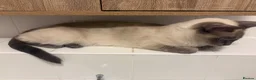 Ragdoll cats for sale: 1 year old ragdoll  - Advert 4