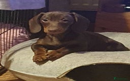 Miniature Dachshund dogs for sale: Chocolate Tan boy left - Image 3
