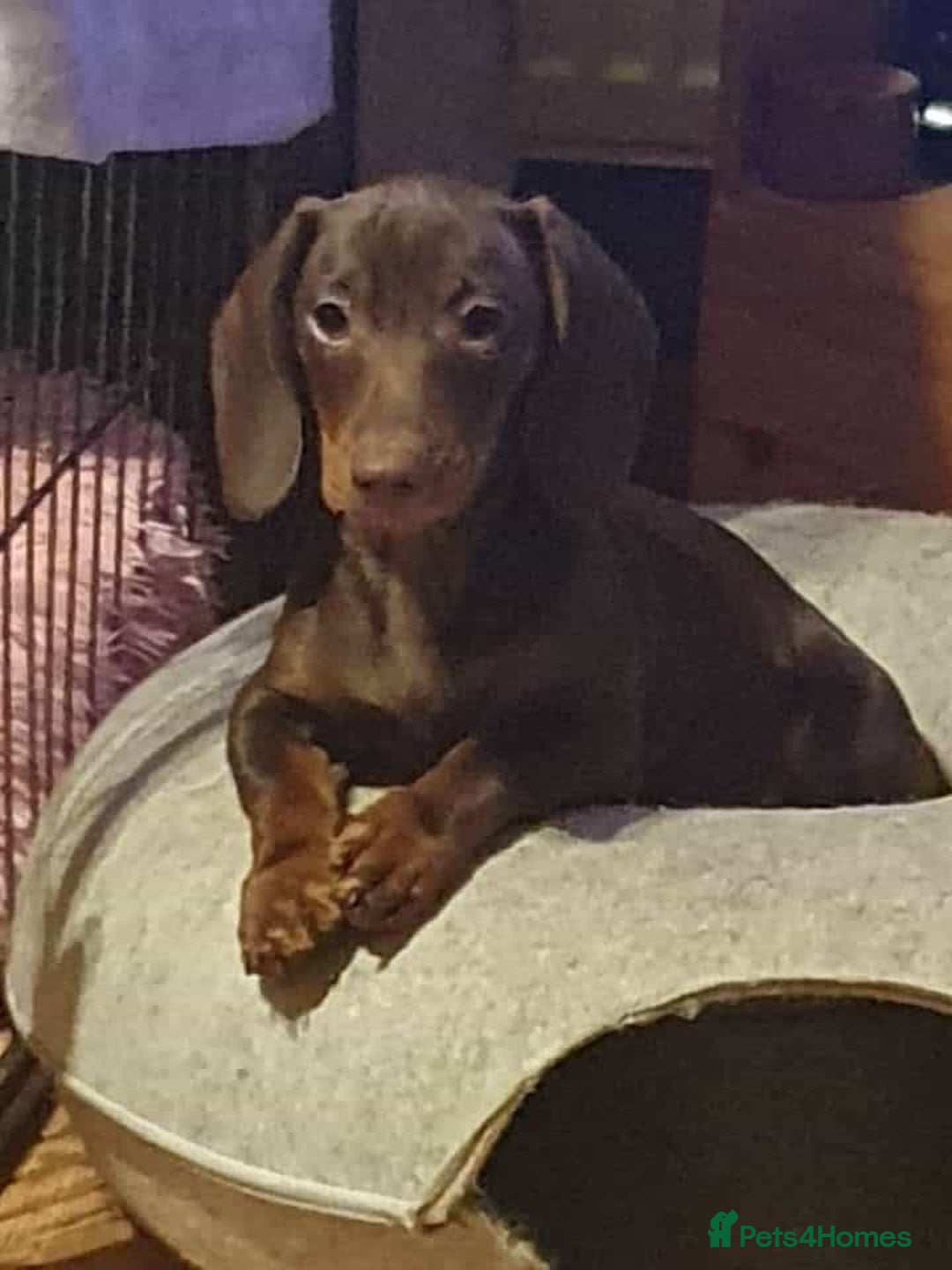 Miniature Dachshund dogs for sale: Chocolate Tan boy left - Image 3
