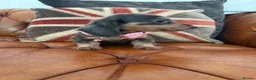 Miniature Dachshund dogs for sale: Miniature Dachshund 5 ⭐ License 5 ⭐ reviews - Advert 15