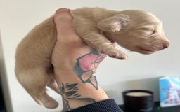 Miniature Dachshund dogs for sale: Pale cream miniature dachshund  - Image 4