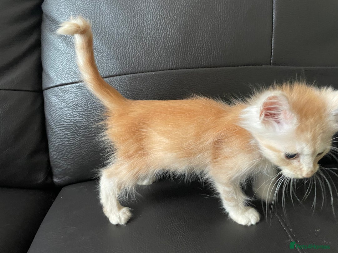 Maine Coon cats for sale: Maine Coon Cross Kittens  - Image 18