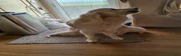 Golden Retriever dogs for sale: Golden Retreiver Puppies  - Advert 30