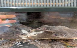 Mouse rodents for sale: Pieds and browns African pygmy dormice!!   - Image 3
