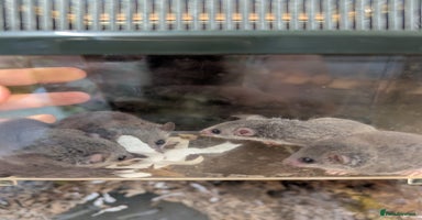 Mouse rodents - Advert 2