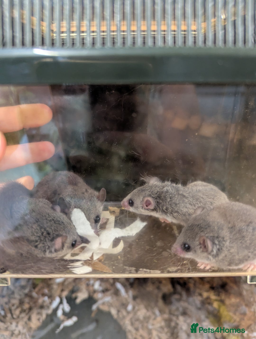Mouse rodents for sale: Pieds and browns African pygmy dormice!!   - Image 3