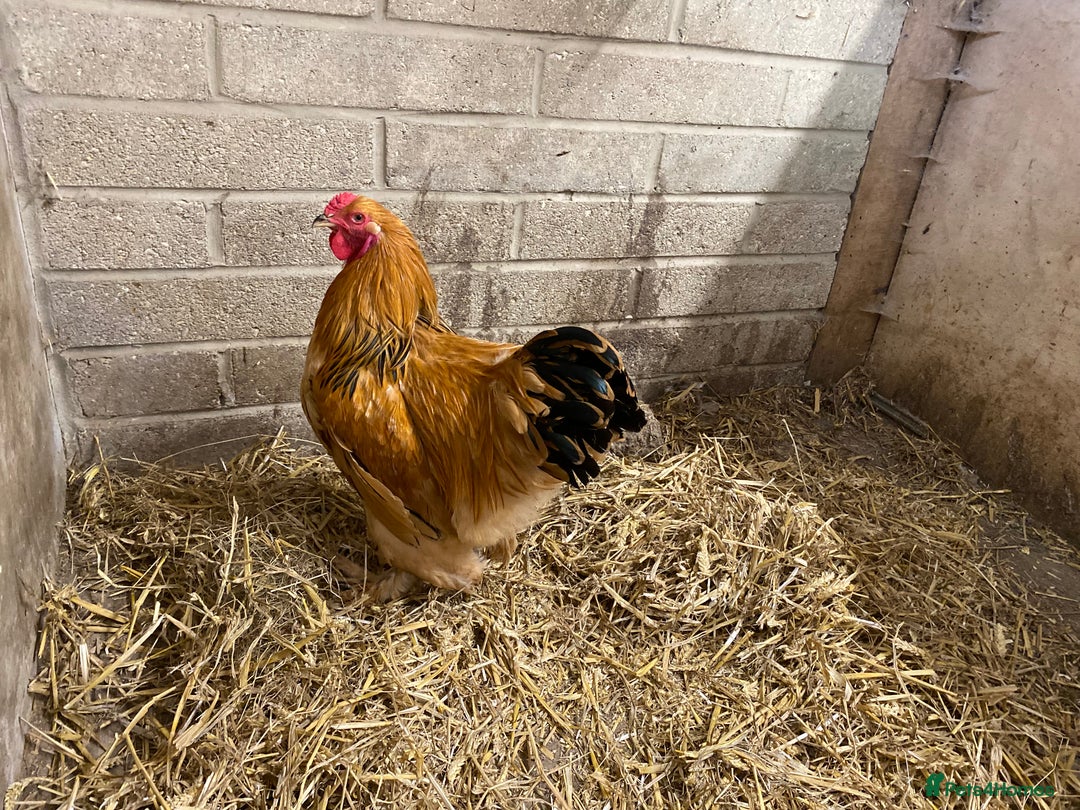 Chickens poultry for sale: Selection of stock cockerels good breeding stock - Image 5