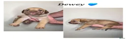 Mixed Breed dogs for sale: Great Dane  ** tiffs in Ellon - Advert 9