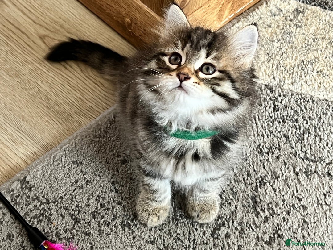 Siberian cats for sale: 🤎💚Gorgeous Traditional Siberian Babies💚🤎 - Image 10