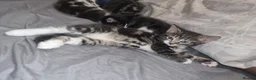 American Shorthair cats for sale: Cute kittens ready for new home  - Advert 2