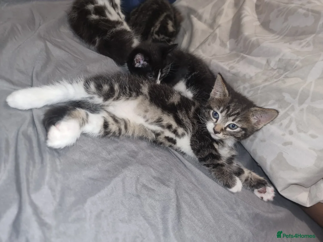 American Shorthair cats for sale: Cute kittens ready for new home  - Advert 2