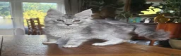 Maine Coon cats for sale: 💝Magnificent large TICA kittens 💖 - Advert 14