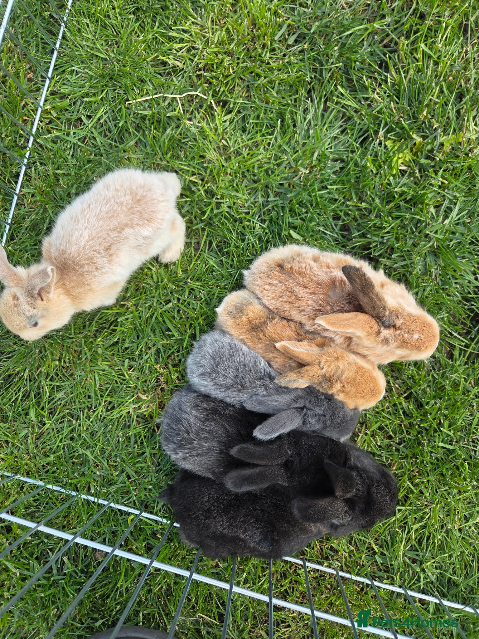 Continental Giant rabbits 6 beautiful giant baby bunnies - Advert 16