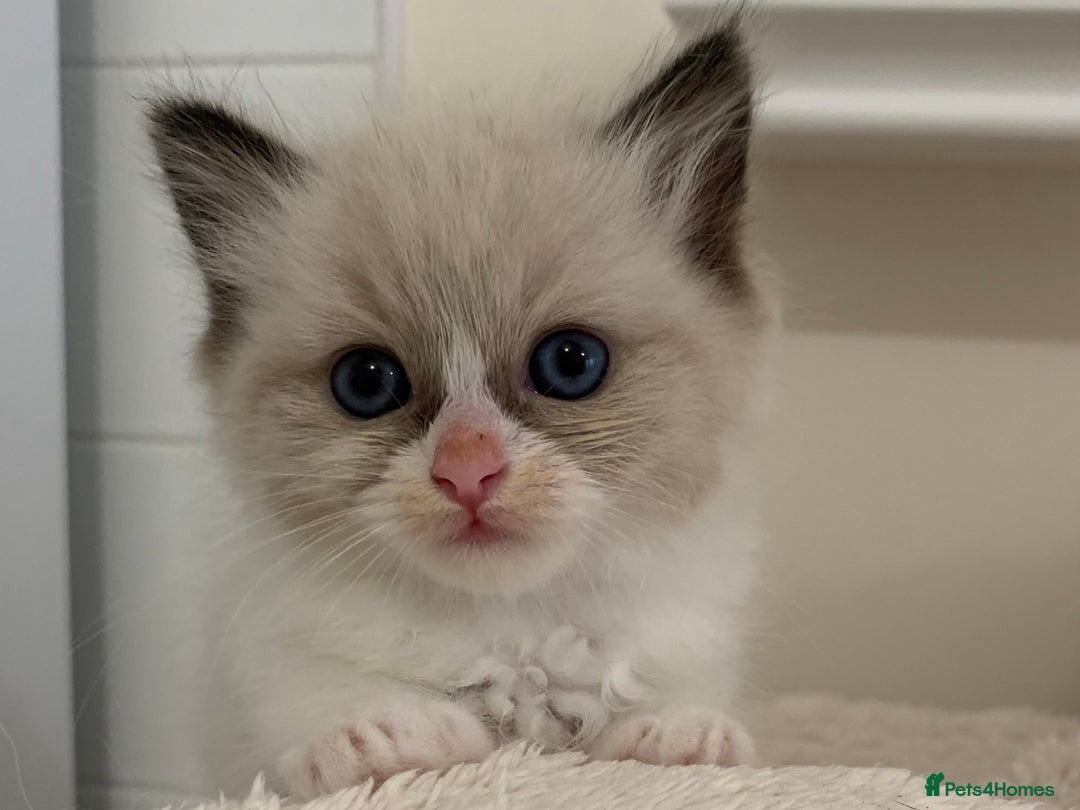 Ragdoll cats for sale: Ragdoll Kittens Male & Female - Image 7