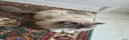 Ragdoll cats for sale: Fluffy ragdoll boy - Advert 4