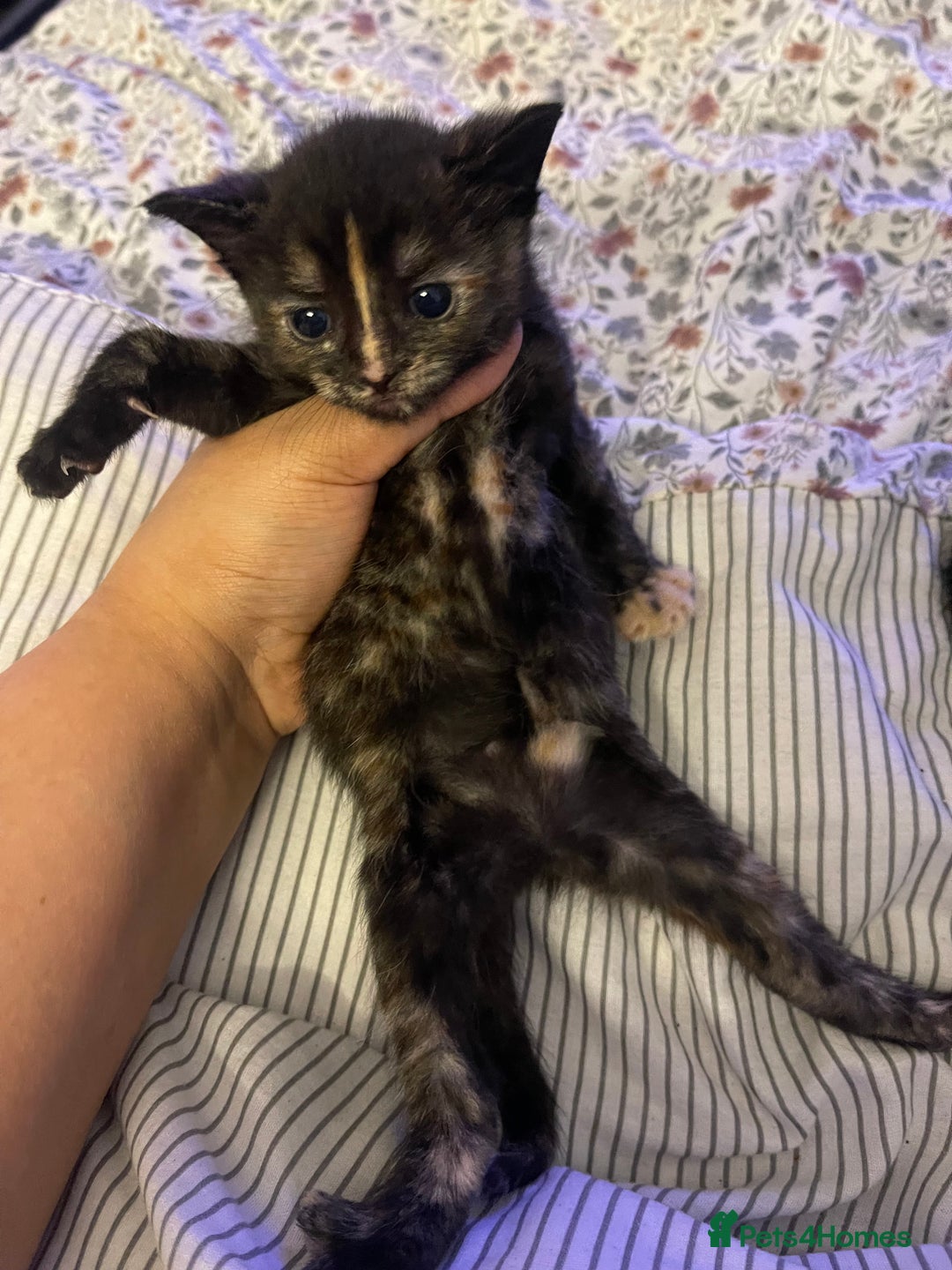 British Longhair cats for sale: 5 Adorable Kittens. Playful & Cute - Image 8