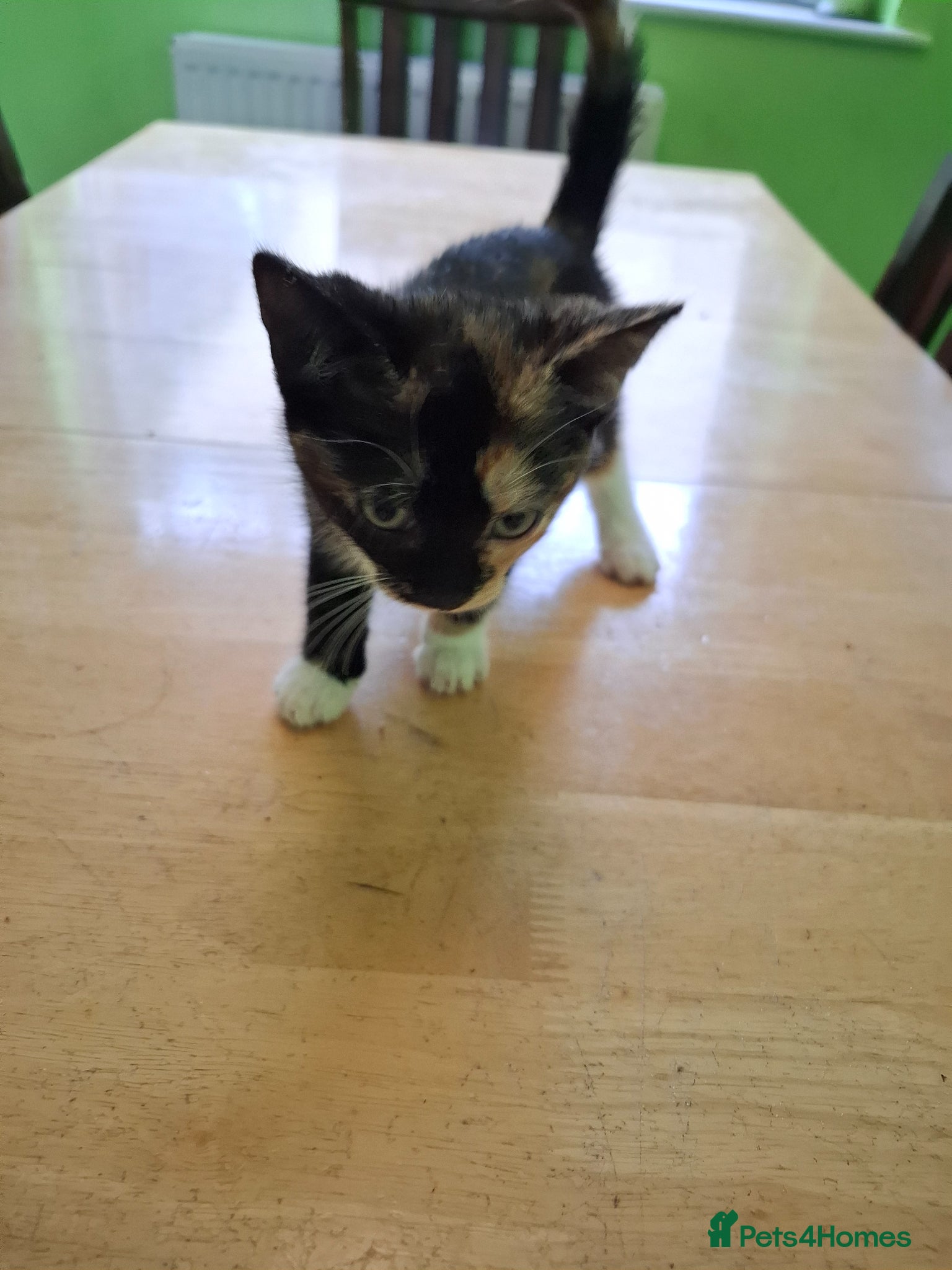 Mixed Breed cats for sale: Six 9 week old Kittens   - Advert 5