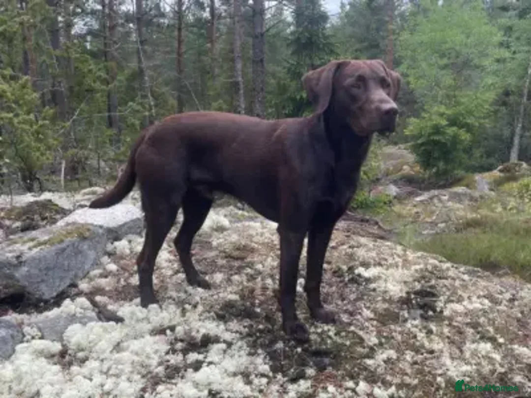 Labrador Retriever dogs for sale: Superb fully health tested chocolate labrador pups - Advert 3