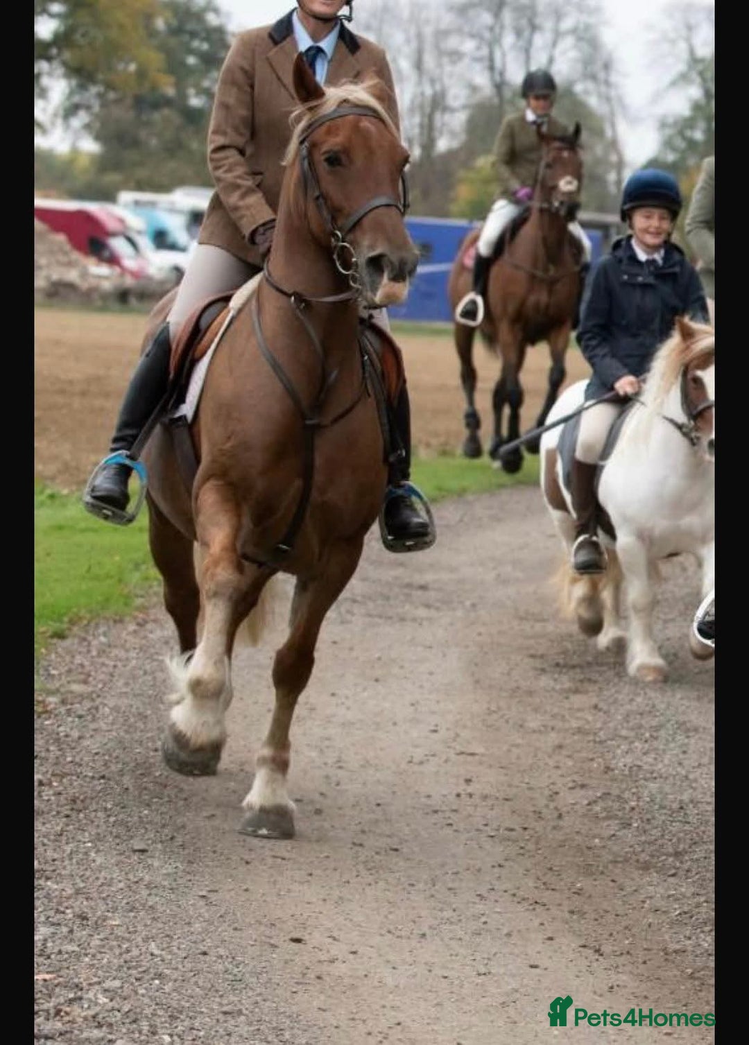 Welsh Section D horses for sale: 15.2 Welsh d gelding  - Advert 4