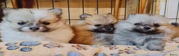Pomeranian dogs for sale: 1 girl left - KC registered pomeranian puppies - Advert 5