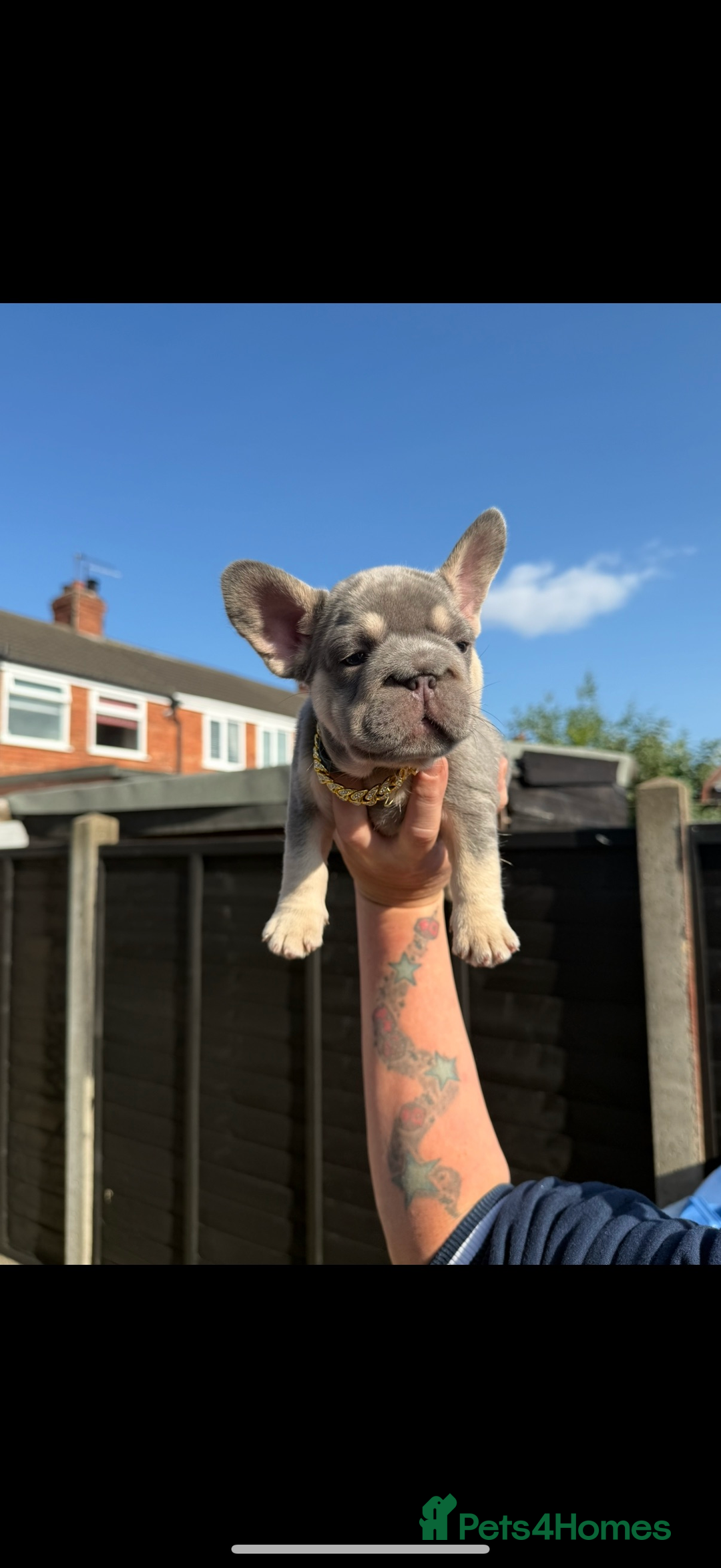 French Bulldog dogs for sale: ** frenchies  - Image 14
