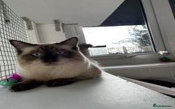 Ragdoll cats for sale: Large baby Ragdoll Male - Image 3