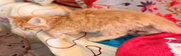 Persian cats for sale: BEAUTIFUL PERSIAN X KITTENS READY NOW - Advert 16