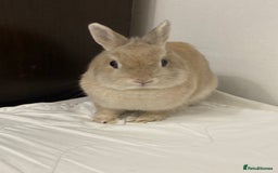 Netherland Dwarf rabbits for sale: Browny Dwarf Rabbit (URGENT) - Image 1