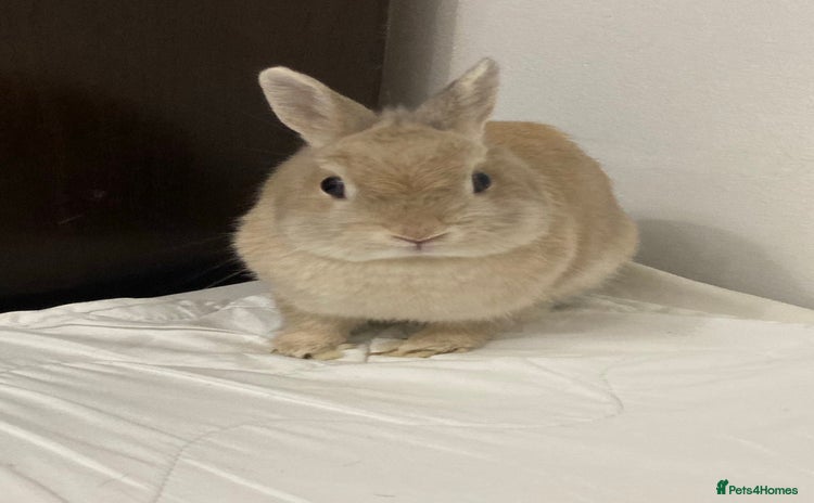 Netherland Dwarf rabbits - Advert 2