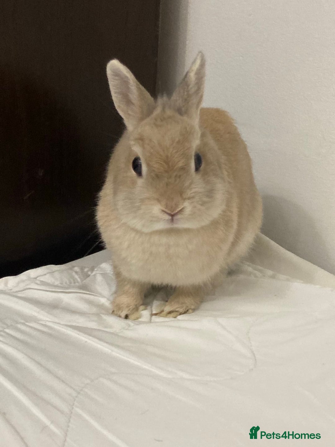 Netherland Dwarf rabbits for sale: Browny Dwarf Rabbit (URGENT) - Image 1
