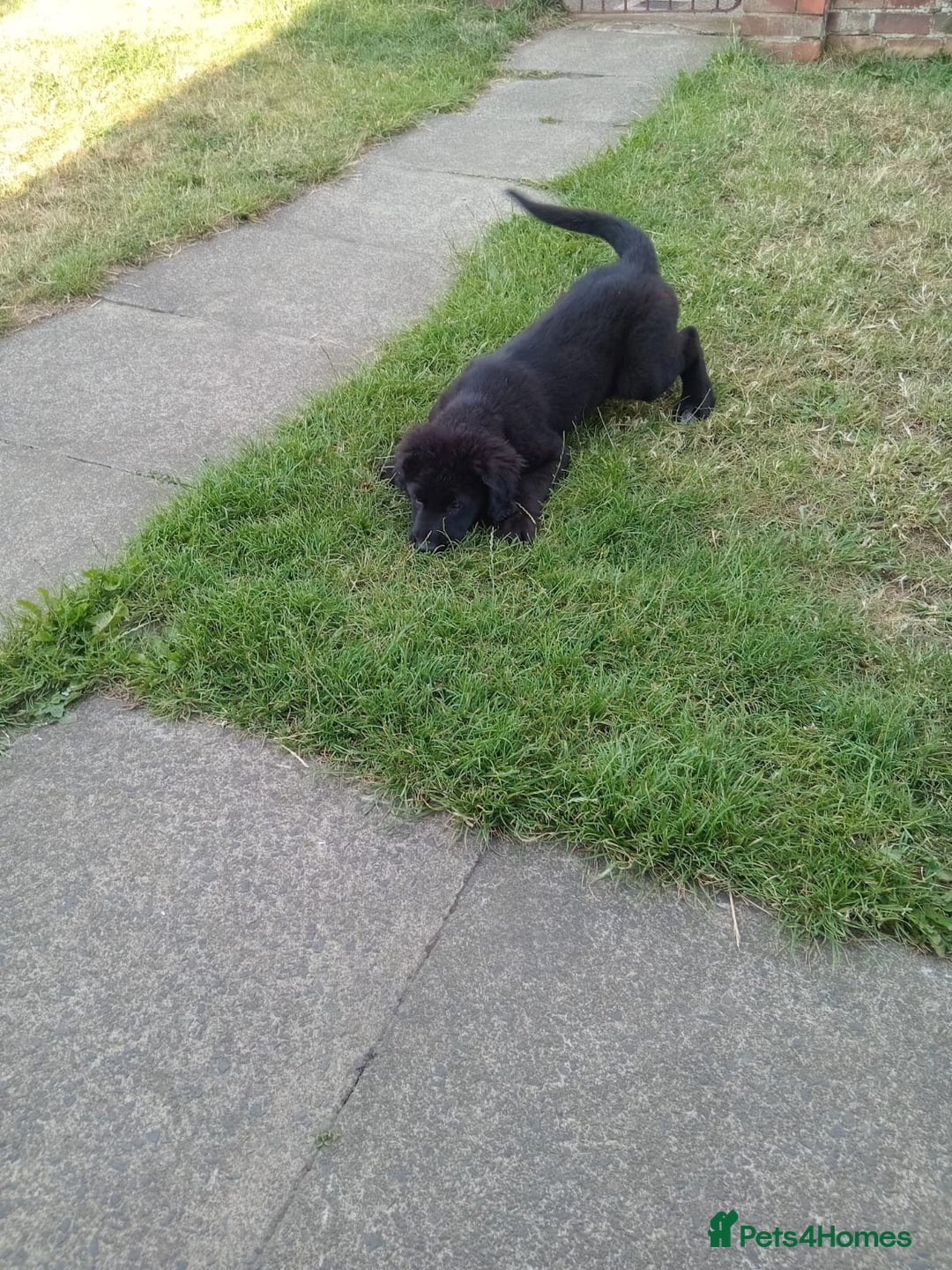 Mixed Breed dogs for sale: Caucasian shepherd cross in Hartlepool - Image 8