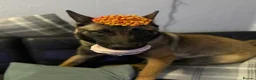 Belgian Shepherd Dog dogs for sale: 9 month old male Belgian Shepard Malinois  - Advert 8
