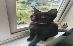 Mixed Breed cats for sale: Robin & Rosie - Image 2