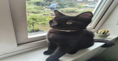 Mixed Breed cats - Advert 7