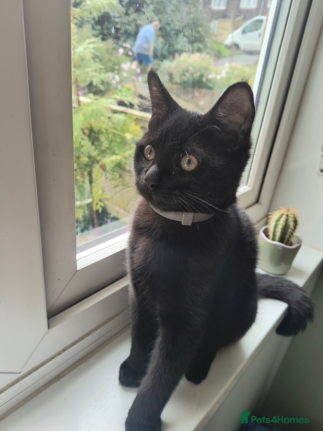 Mixed Breed cats for sale: Robin & Rosie - Image 2