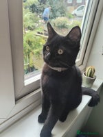 Mixed Breed cats - Advert 7