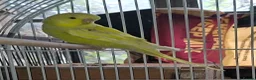 Budgerigars birds for sale: Young budgies for sale  - Advert 2